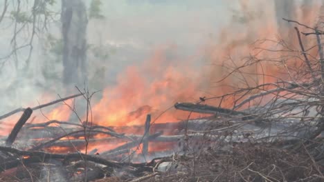 Low-angle-of-high-flames-of-Wild-fires-on-the-amazon-rain-forest-,-Brazil