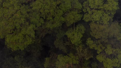 Luftaufnahme-über-Dem-Amazonas-Regenwald,-Brasilien