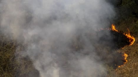Drohne-Nähert-Sich-Einem-Großen-Brand-Im-Amazonas-Regenwald-Mit-Flammen,-Feuer-Und-Rauch-über-Dem-Wald