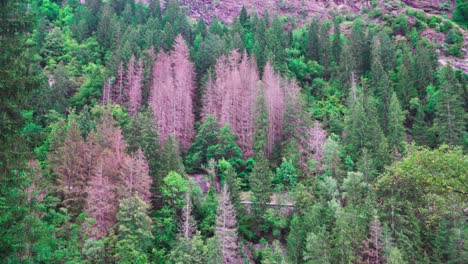 Part-of-a-forest-with-a-large-number-of-trees-infested-by-bark-beetles-in-the-Passeier-Valley,-South-Tyrol,-Italy