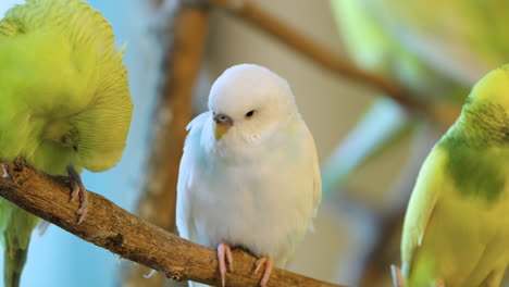 Group-of-Budgerigar-Birds-or-Common-Parakeet,-Shell-Parakeet-or-Budgie-birds-Perched-on-Twig