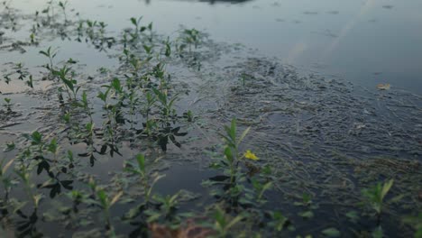 Idyllisches,-Stilles-Flusswasser-Mit-Vegetation-Und-Untergetauchten-Pflanzenblättern