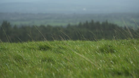 Grass-in-wind-with-focus-pull-onto-background-as-camera-pans-over-English-Countryside-on-summer-day