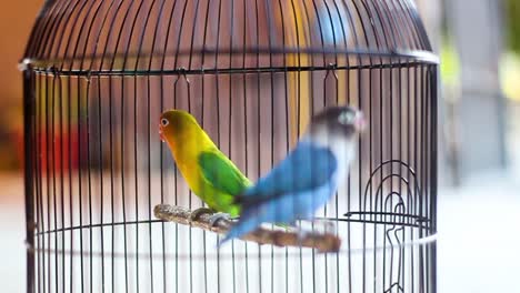 Ein-Paar-Liebesvögel-In-Einem-Käfig,-Liebesvögel,-Grüne-Und-Blaue-Ziervögel