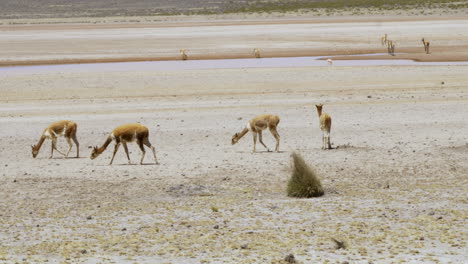 A-large-herd-of-vicuña-grazing-and-drinking-water-in-Arequipa,-Peru