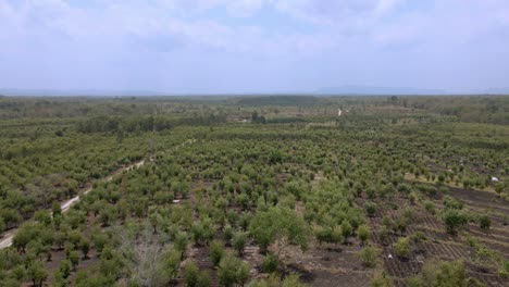 Luftaufnahme-Einer-Großen-Eukalyptusplantage-In-Indonesien-Mit-Bewölktem-Himmel