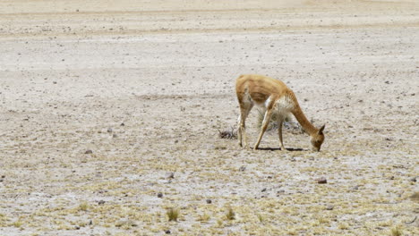 A-single-vicuña-grazing-in-a-field-in-Arequipa,-Peru