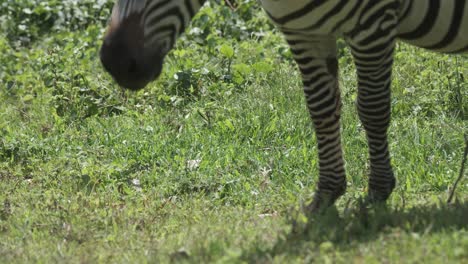 Plains-Zebra-eating-grass-in-Uganda,-Africa,-Handheld-shot