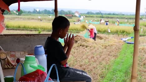 Children-who-wait-for-their-parents-as-farmers-thresh-rice-in-the-traditional-style-manually-by-hitting-rice-shakers-on-bamboo-sticks-on-the-edge-of-the-rice-fields