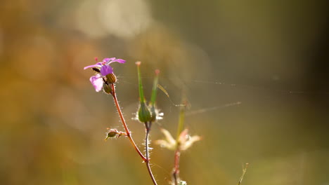 Roberts-geranium---Geranium-robertianum---blooming-in-the-sun-rays-in-a-macro-close-up