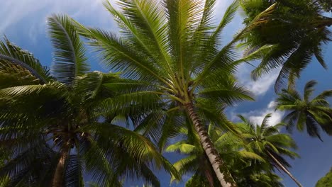 Low-angle-rotating-coconut-palm-trees-against-blue-sky,-tropical-paradise