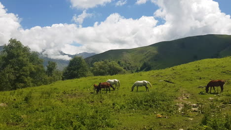 Horses-Grazing-in-Green-Idyllic-Landscape,-Countryside-and-Mountains-of-Azerbaijan