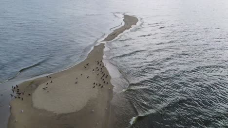 Sandinsel-An-Der-Polnischen-Ostseeküste,-Die-Eine-Große-Kegelrobbenherde,-Kormorane-Und-Möwen-Beherbergt