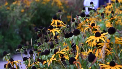 Black-Eyed-Susans,-London,-United-Kingdom