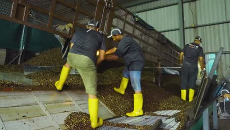 slow-motion-close-up-of-worker-with-yellow-boots-use-shovel-to-offload-palm-fruits-from-a-truck-at-factory,-Malaysia