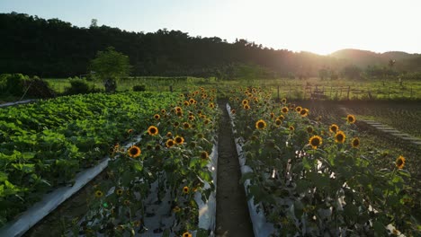 Sonnenaufgang-Beleuchtete-Sonnenblumen-Ackerland-Im-Ländlichen-Virac,-Insel-Catanduanes,-Philippinen