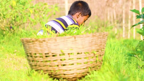 Junger-Bangladeschischer-Bauer-Schneidet-Gras:-Er-Fängt-Die-Essenz-Des-Bauernlebens-In-Bangladesch-Ein,-Während-Ein-Kind-Geschickt-Gras-Schneidet-Und-Es-In-Einem-Korb-Auf-Dem-Bauernhof-Sammelt