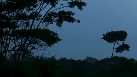 Silhouette-Von-Taubenvögeln,-Die-In-Der-Abenddämmerung-Im-Tropischen-Wald-Auf-Einem-Baum-Sitzen