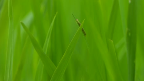 Insekt-Im-Reisgras,-Das-Ein-Netz-Bildet