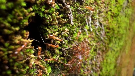 Fire-ants-walking-in-front-of-a-their-nest-on-the-jungle-floor--Vertical-view