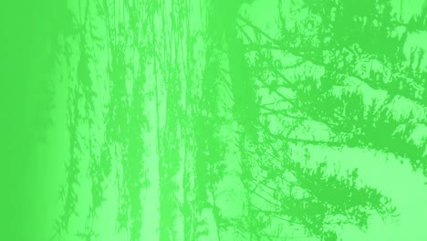Entspannende-Meditative-Naturpflanze,-Baumblätter-In-Bewegung,-3D-grüner-Hintergrund-Für-Produkt-Oder-Logo