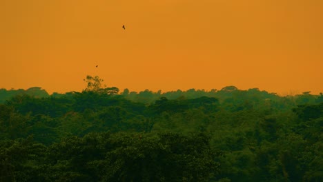 Raptor-Birds-Flying-Against-Colorful-Sunset-Sky-Over-Amazon-Jungle-In-African-rainforest