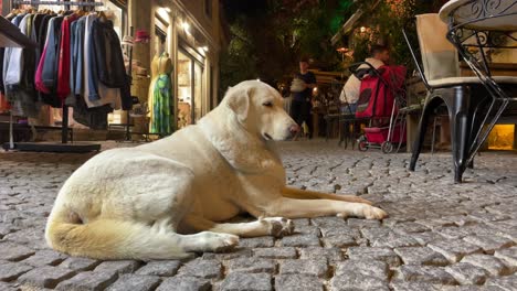 Perro-Callejero-Se-Escalofría-En-Las-Calles-Adoquinadas-De-Cesme-Por-La-Noche,-Turquía