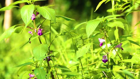 Wildkräuterpflanze-Mit-Violetten-Blüten-In-Der-Sonne,-Balfourbalsam,-Indien