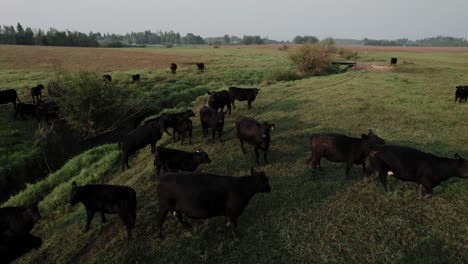 Campo-Verde-Con-Vacas-Pastando-En-Un-Día-Soleado-De-Verano