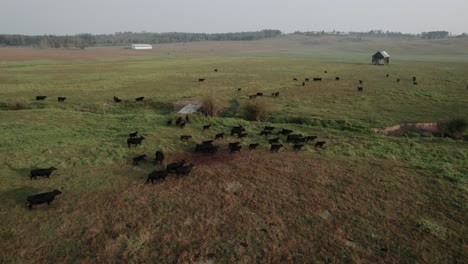 Cow-In-Field,-Drone-View
