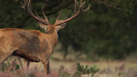 Red-deer-stag-with-huge-antlers-bellows-on-forest-edge,-Hoge-Veluwe,-the-rut