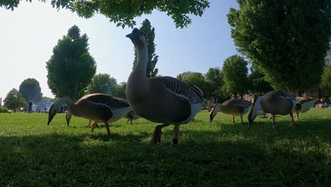Flock-of-Swan-Geese-waddle-around-grazing-and-feeding-on-lawn-grass-in-at-Heidelberg-city-Park-on-a-sunny-day