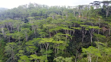 Aerial-view-rising-over-tall-green-trees-in-rainforest-environment-on-a-remote-tropical-island-in-Southeast-Asia-destination