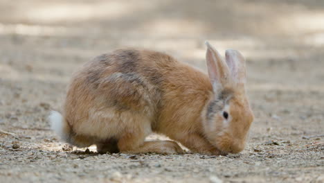 Nahaufnahme-Eines-Braunen-Kaninchens,-Das-Den-Boden-Auf-Anseong-Ackerland-Riecht