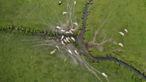 Vacas-Junto-A-Un-Pequeño-Río-En-El-Campo