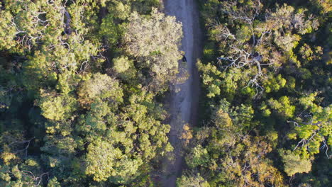 Dynamic-topdown-drone-shot-following-gravel-bicycle-on-forest-trail