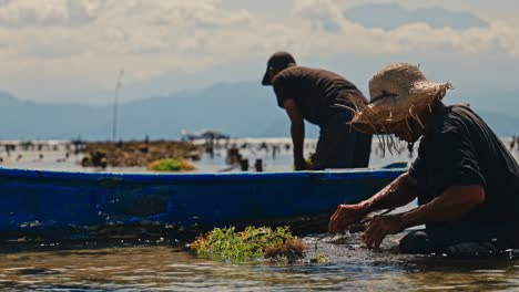 Slow-Motion-Balinese-man-Harvesting-Seaweed-from-Shallow-Swamp-into-Boat
