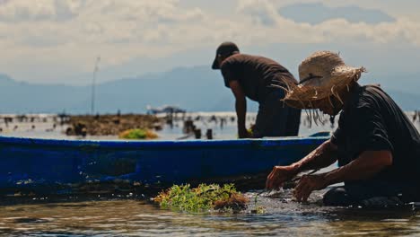 Hombre-Balinés-En-Cámara-Lenta-Recogiendo-Algas-De-Un-Pantano-Poco-Profundo-En-Un-Barco