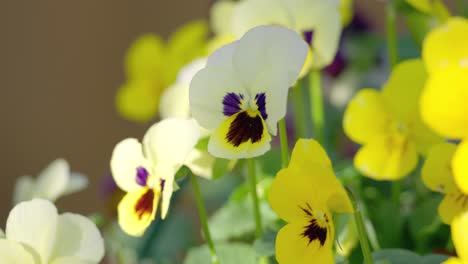 Viola-flowers-gently-move-in-the-autumn-breeze,-their-petals-bathed-in-warm-sunlight-in-this-video