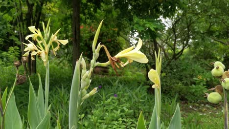 Cerrar-Flores-De-Jardín-Con-Pétalos-Amarillos-Y-Tallo-En-Tailandia