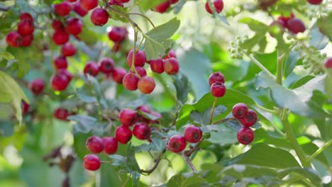 Ripe-Hawthorn-berries-in-morning-sunlight,-a-common-and-healthy-foraging-choice-for-wildlife-in-woods-and-towns