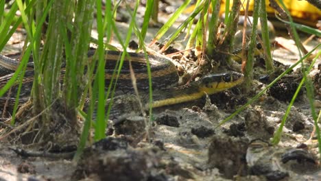 Colubridae-Encontrando-Comida---Verde---Piel-Negra-Amarilla