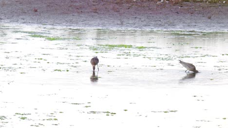 Black-tailed-Godwit-walking-in-water-in-search-of-food