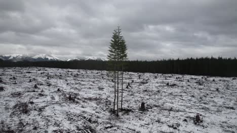 Three-lone-trees-stand-in-a-stark-snow-covered-clearcut-forest-area,-slow-aerial-orbit