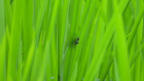 Spinnennetz---Grün