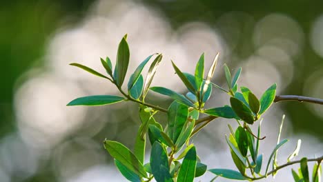 Enjoy-the-video-of-Olive-branches-swaying-in-the-evening-sunlight,-symbolizing-fresh-food-production,-framed-by-an-Olive-branch-and-a-bokeh-background-with-space-for-text