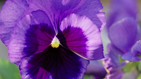 Viola-flowers-in-autumn-breeze,-bathed-in-warm-sunlight-on-video