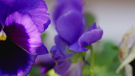 Serene-moment:-Viola-flowers-flutter-in-autumn-breeze,-touched-by-warm-sunlight