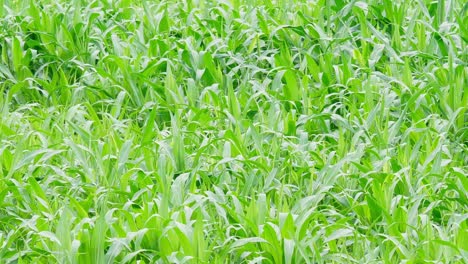 Junger-Mais-Wächst,-Während-Er-Herausgezoomt-Wird-Und-Eine-Gesunde-Ernte-Enthüllt,-Die-An-Einem-Schönen-Sonnigen-Tag-So-Grün-Ist