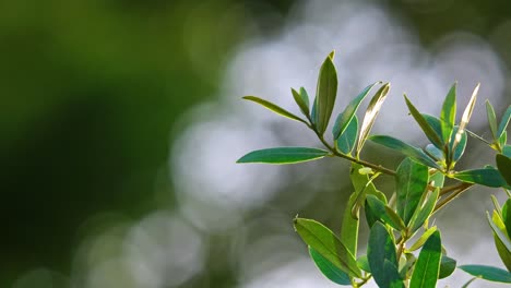 Witness-Olive-branches-in-the-video,-moving-gracefully-in-the-evening-sunlight,-embodying-fresh-food-production,-framed-by-an-elegant-Olive-branch-and-a-bokeh-background-ideal-for-text